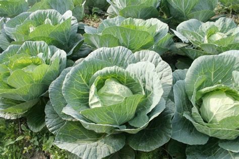How To Grow Spring Cabbage At Home Uk
