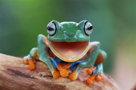 Download Close Up Amphibian Animal Frog 4k Ultra Hd Wallpaper