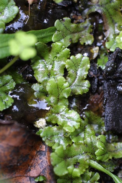 70 Best Images About Liverworts And Moss On Pinterest Horns News