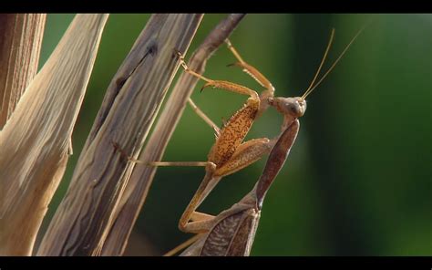 Mantids In Rainforest Praying Mantises Wallpaper 31645756 Fanpop