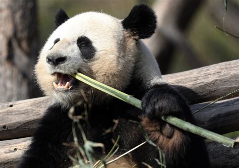 Its Black And White Scientists Finally Work Out Secrets Behind Giant Panda Colours The