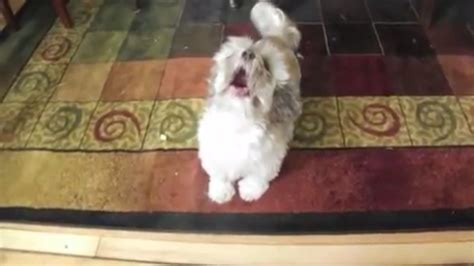 Cody The Shih Tzu Lets Out A Blood Curdling Scream Whenever His Name Is