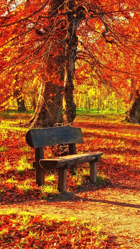 Bench Autumn Park Wallpaper 1080x1920