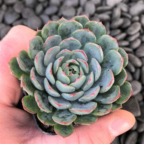 Echeveria Minima 2 Pot Little Prince To Go