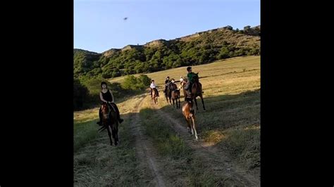 horse riding || Indulge your passion for riding #horses #shorts #nature