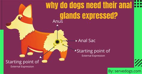 Why Do Dogs Need Their Anal Glands Expressed Serve Dogs