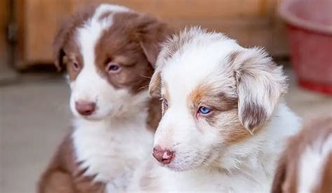 55 Australian Shepherd Blue Merle Border Collie Puppy L2sanpiero