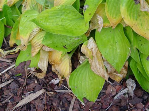 Hosta Petiole Rot Present Now Horticulture And Home Pest News