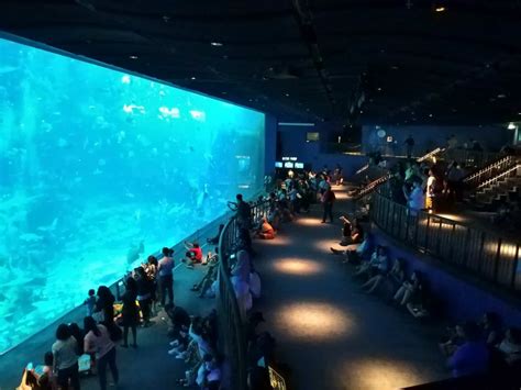 Sea Aquarium Ticket Prices Deals And Opening Hours Singapore