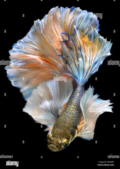 Betta Fish In Freedom Action And Show The Beautiful Fins Tail Photo