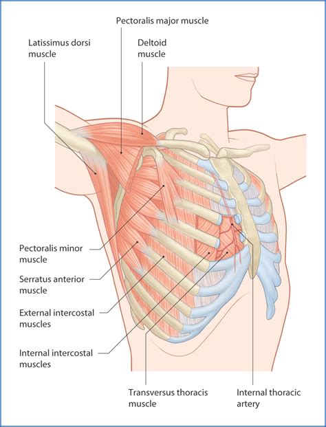 Anterior chest wall showing muscular attachments and neurovascular structures. Chest Wall and Mediastinum | Basicmedical Key