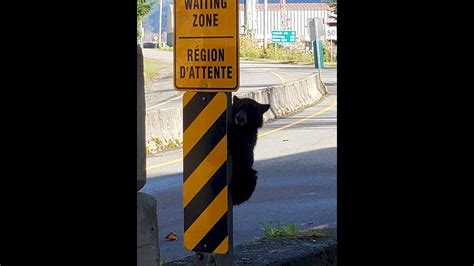 bear cub denied entry to canada after attempt at forceful entry funny post shows youtube