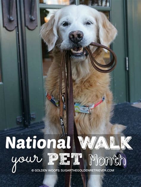 However, proof of your puppy and kitten's. National WALK your PET Month | Easiest dogs to train, Dog ...