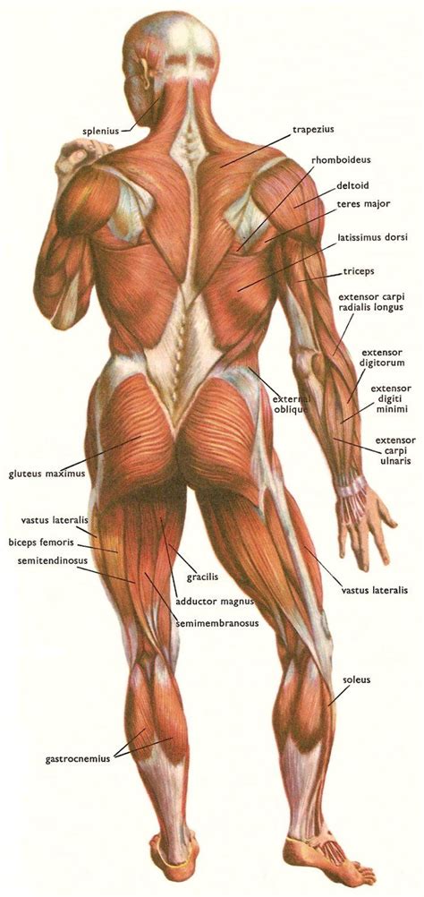 It is the most superficial of all the back muscles. Posterior Skeletal Muscles Repinned by SOS Inc. Resources ...