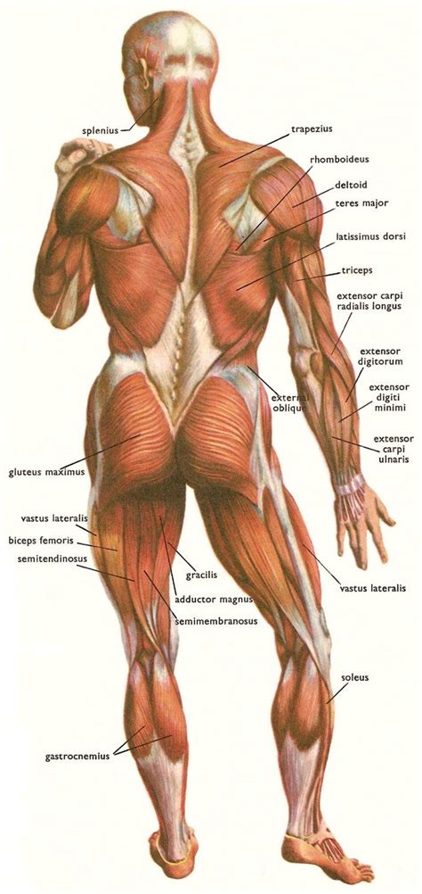 Human muscle system, the muscles of the human body that work the skeletal system, that are under voluntary control, and that are concerned with the following sections provide a basic framework for the understanding of gross human muscular anatomy, with descriptions of the large muscle groups. Posterior Skeletal Muscles Repinned by SOS Inc. Resources ...