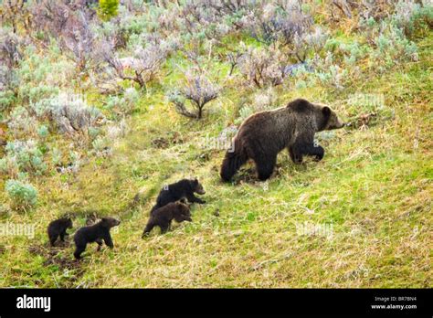 Sow Grizzly Bear And Four Cubs Ursus Arctos Horribilis In Yellowstone