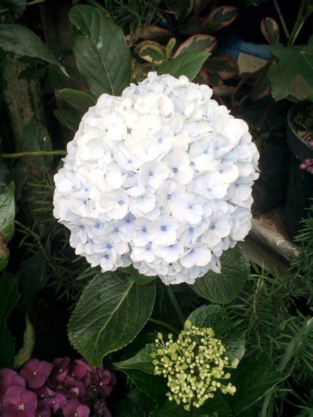 Jual Tanaman Bunga Hortensia Blue Sky Impor Di Lapak Divainayah Bukalapak