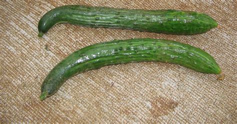 Spiky Cucumbers Allotments 4 You