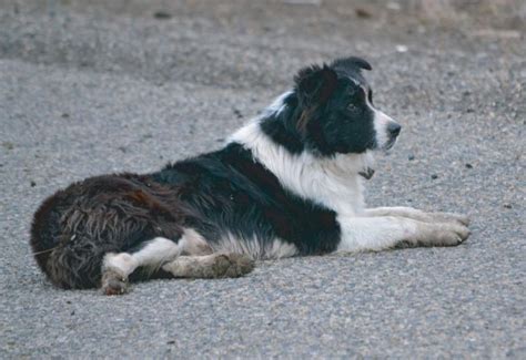 Wolf Kills Sheep Herding Dog In Boise Foothills Boise State Public Radio