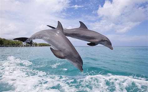 10 to 14 ft (3 to 4.2 m) weight: nature, Animals, Wildlife, Dolphin Wallpapers HD / Desktop and Mobile Backgrounds