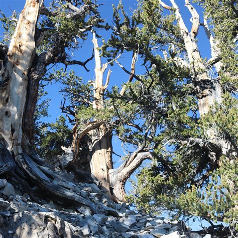 Ancient Bristlecone Pine Forest Bishop 2021 All You Need To Know