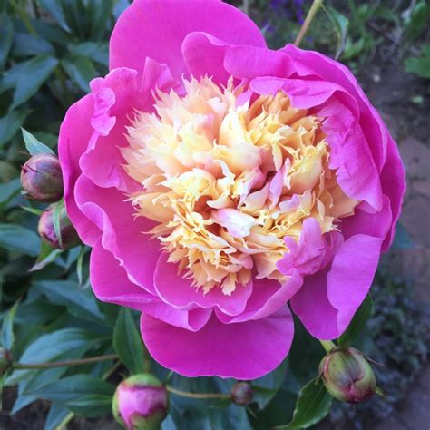 Paeonia Lactiflora Bowl Of Beauty Peony Bowl Of Beauty Herbaceous