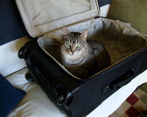 Cat Suitcase Cats Know Your Meme