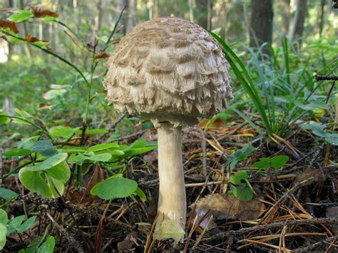 Світ грибів України Chlorophyllum Olivieri
