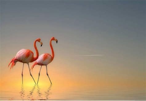 Fotobehang Flamingos 4 Delig 368 X 254 Cm Multi