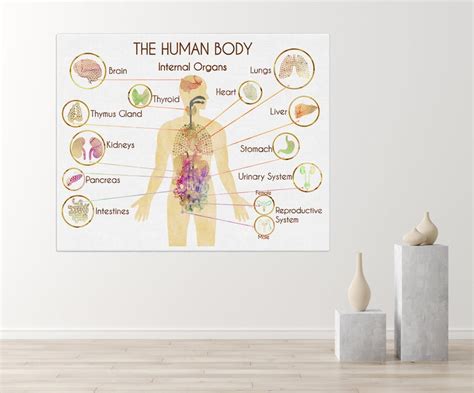 Human Organs Poster Medical Print Medical Wall Art Human Etsy