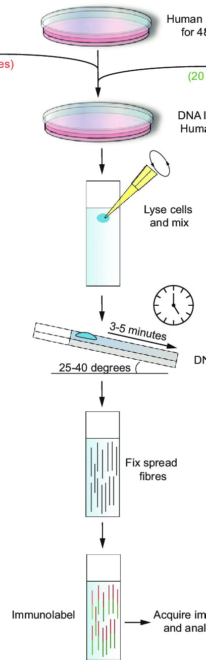 A Schematic Of The Dna Fiber Assay A Labeling Of Nascent Dna With Download Scientific