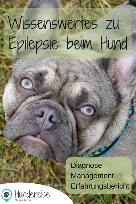 Mein Hund Hat Epilepsie Was Nun Hundereise Hunde Epilepsie