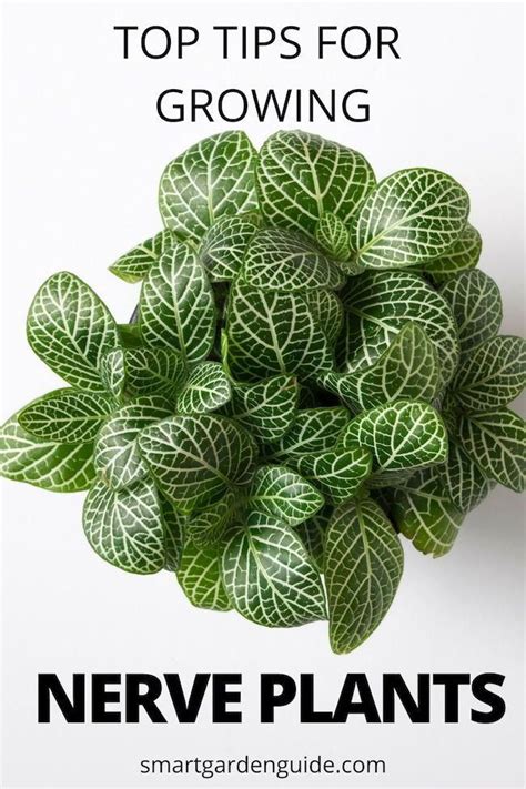 Nerve Plant Care Fittonia Grow Nerve Plants With Ease Top Tips For