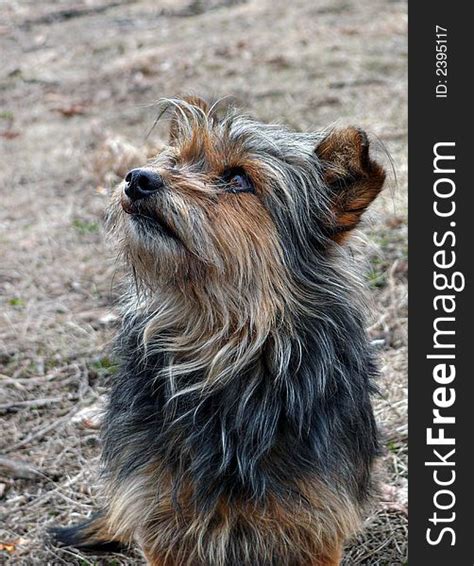 With thousands of affenpinscher puppies for sale and hundreds of affenpinscher dog breeders, you're sure to find the perfect affenpinscher puppy. Very Shaggy Dog 5 - Free Stock Images & Photos - 2395117 | StockFreeImages.com