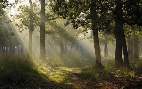 Photography Landscape Forest Trees Sun Rays Plants