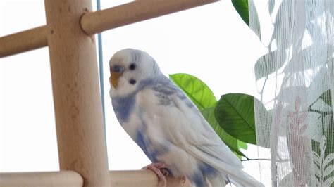 Cute Budgie Budgie Sound For Your Lonely Budgies B For Budgies YouTube