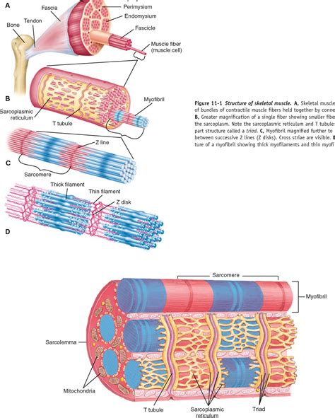 Figure 11 1 From Chapte R 11 Physiology Of The Muscular System 397 Bone