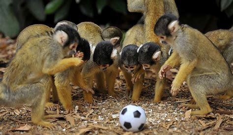 Cute Monkeys Playing Soccerfootball 4 Pics ~ I Love