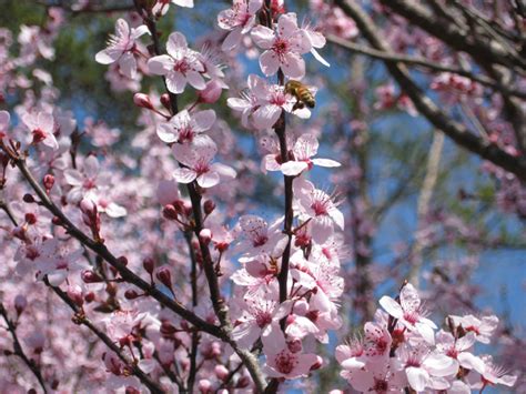 Oxalis' yellow, pink or purple flowers each have five petals that grow in clusters on top of long stalks at the leaf axils. Ask the Professionals: What's your Favorite Plant ...