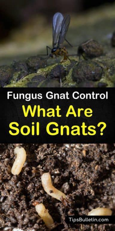 6 Clever Ways To Eliminate Gnats In The Soil Gnats In House Plants