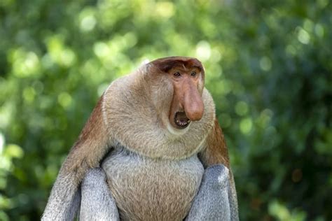 12 Unusual Proboscis Monkey Facts Fact Animal