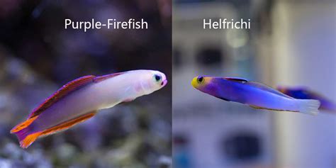 Helfrich Vs Purple Firefish Which One To Choose For Aquarium