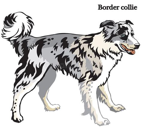 Border Collie Vector Illustration Stock Vector Illustration Of