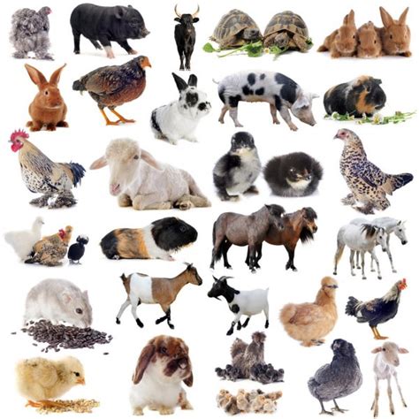 Animal Collage — Stock Photo © Sabinoparente 3055804