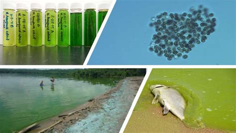 Harmful Algal Blooms And Cyanobacteria Research Us Epa