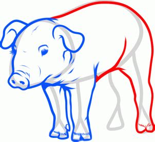 Como Desenhar um Porco Muito Fácil Aprender a Desenhar