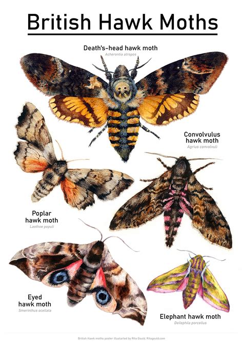 british moths identification chart