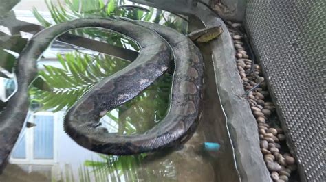 Bangkok Thailand Snake Farm Reticulated Python Youtube