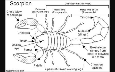 Scorpion Life Cycle Diagram