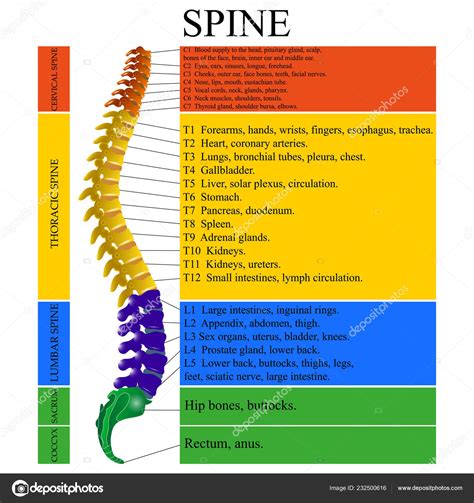 Diagram Human Spine Name Description All Sections Vertebrae Vector Illustration Stock Vector By